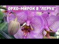 Мирок орхидей в "Леруа".Обзор орхидей в ТЦ "Леруа Мерлен" (13.10.2021г.)