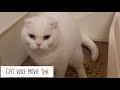 cat voice move【スコティッシュフォールド】