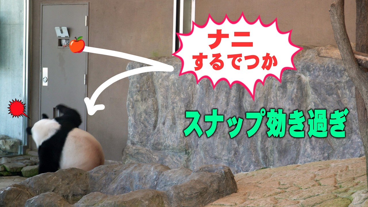 【大変です！舌を噛んでます】子パンダ楓浜 ナニするでしゅか楓浜ビックリ