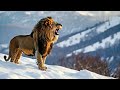 The Roaring Lion 