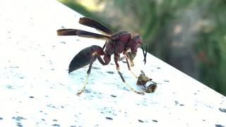 Zombie Wasp Eating a Carpenter Bee&#39;s Brains.