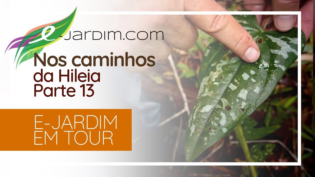 MUSSUNUNGA: ANTÚRIOS E RARIDADES | Nos Caminhos da Hileia - Parte 13