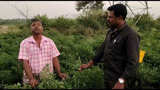 Hybrid Chilli Agniparva Reviews From Farmers At Almel, Bijapur District, Karnataka
