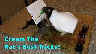 Cream's Best Rat Tricks - Trick Compilation