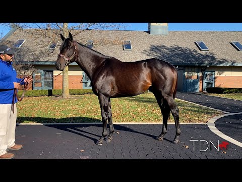 Brendan Walsh Visits Maxfield at Darley's Jonabell Farm