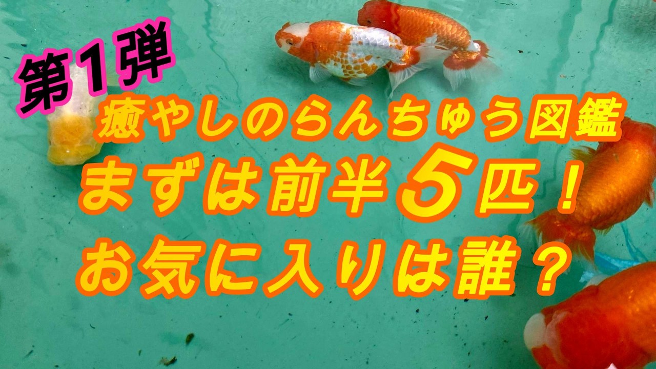 らんちゅう　金魚10〜15匹ほど 我が家のらんちゅう紹介（前編）！まずは5匹の個性をチェック - YouTube