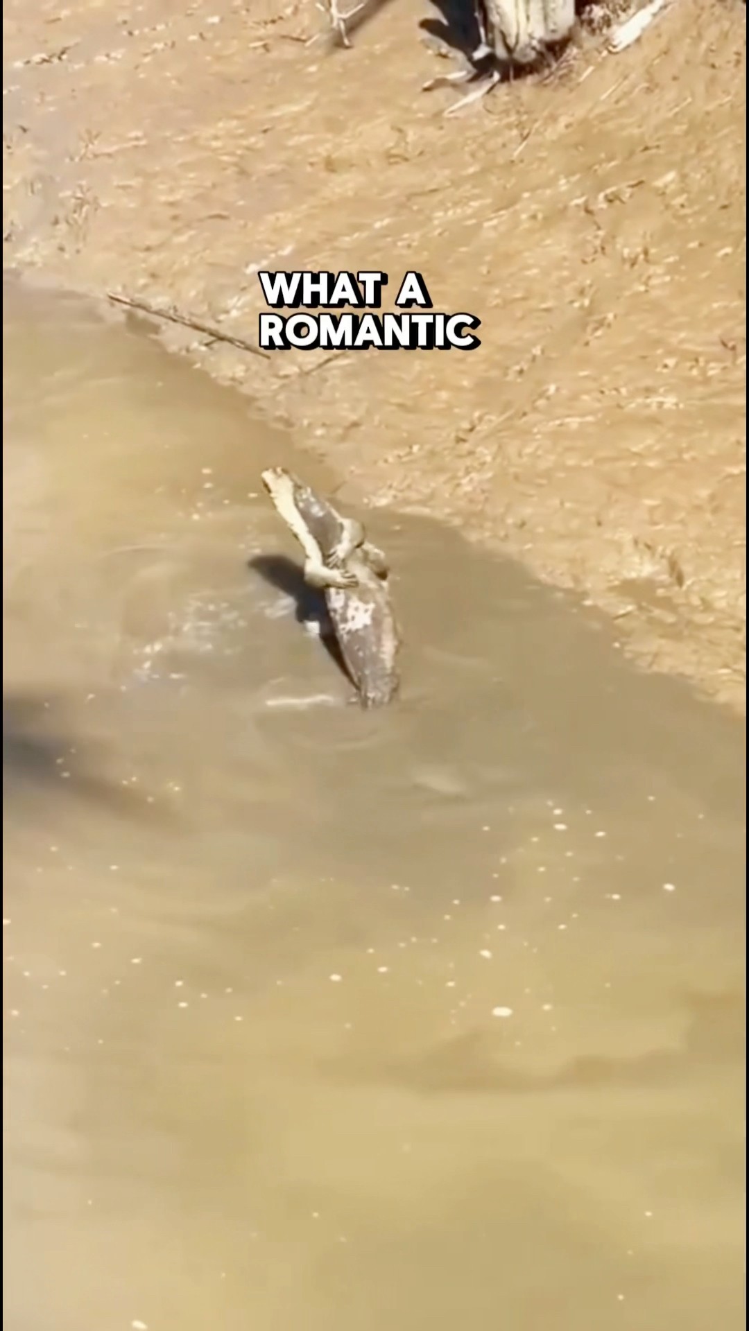 Lovely Giant Dragon Lizards Together - Vía travelmatesiantar