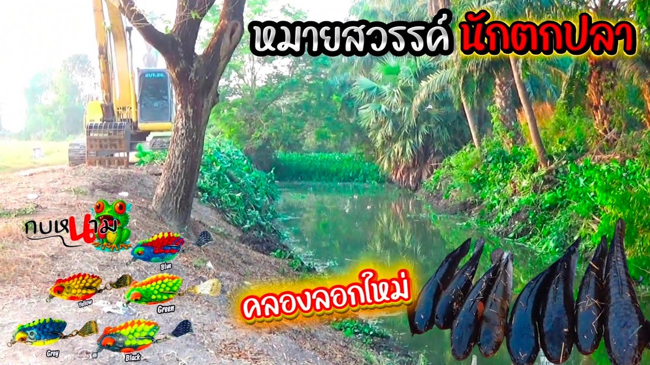 คลองลอกใหม่...มันเด็ด!!! #ตกปลาช่อน #กบหนาม