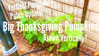 Vertical Pumpkin Patch Update! Big Thanksgiving Pumpkins, Grown Vertically? 09-03-15 Update.