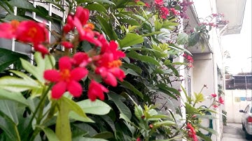 Gionee Elife E6 1080p Sample Video