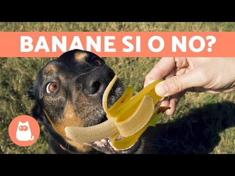 Video: I cani possono mangiare patatine di banana?