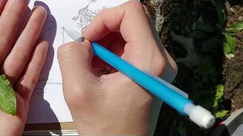 Nature Journaling - Part 2