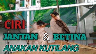 CIRI CIRI ANAKAN KUTILANG JANTAN DAN BETINA