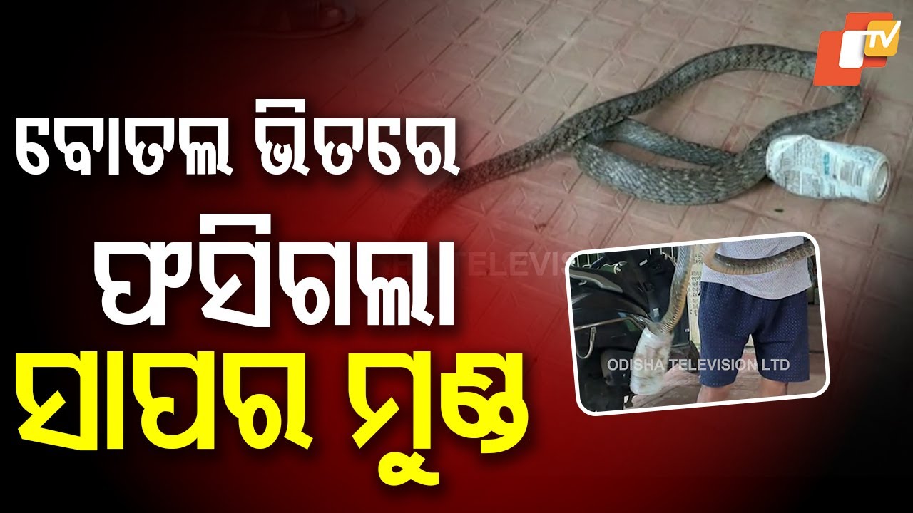 Locals rescue snake with head stuck in well, animal clinic treats it