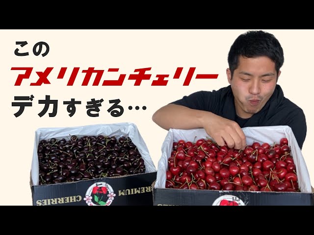 Extraordinarily large! Super-sized American cherries! [Introduced