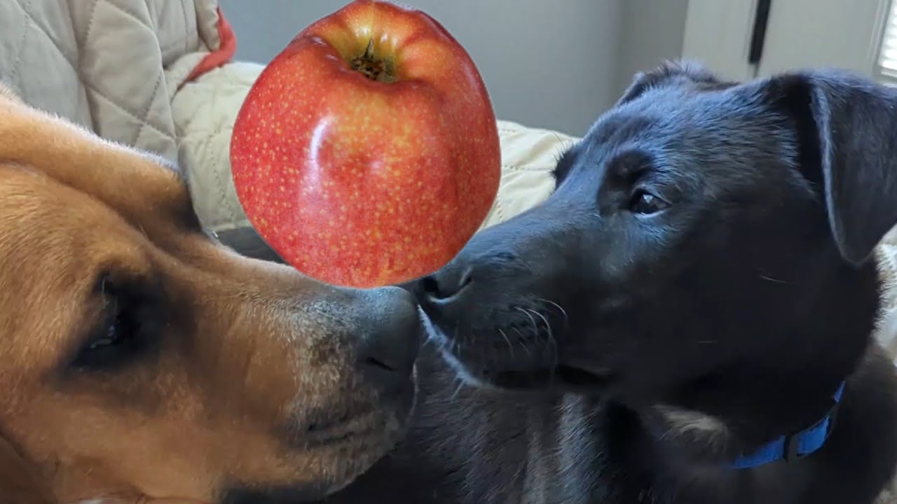 Dogs Snacking Apple Dogs Eat Crunchy Apple Dogs Eat And Love Apple
