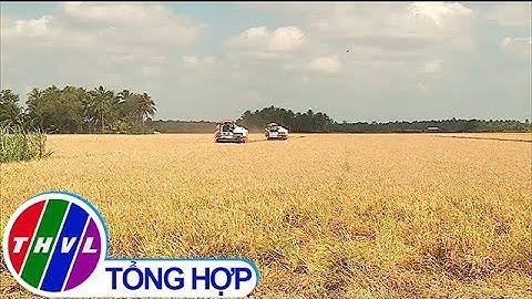 THVL | Sản xuất lúa theo chuỗi giá trị