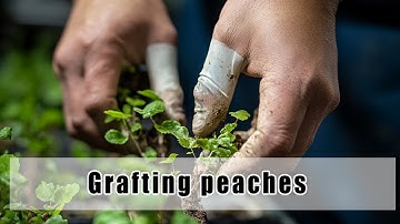 Air Layering a Starfruit Tree – Fast and Easy Propagation!