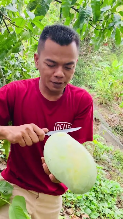 PANEN MANGGA MAHATIR #shorts