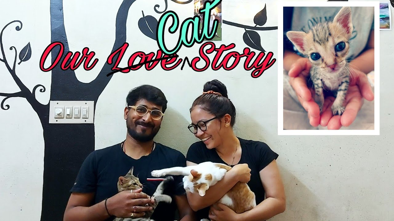 Couple's Cute Kittens | Story of Shifu & Grey | @Kala Yatra |
