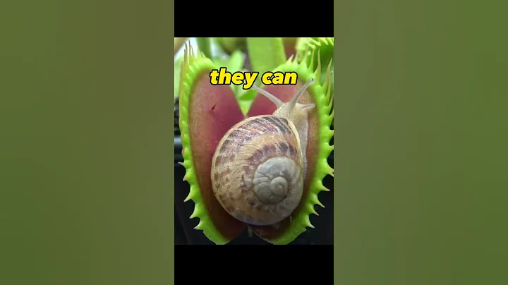 What's The Biggest Animal A Venus Flytrap Can Eat? #shortsviral