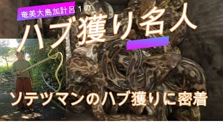 【奄美大島】加計呂麻1番のハブ獲り名人ソテツマンのハブ獲りに密着　年間200匹以上ハブを獲る男