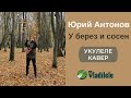 ЮРИЙ АНТОНОВ - У БЕРЕЗ И СОСЕН укулеле кавер