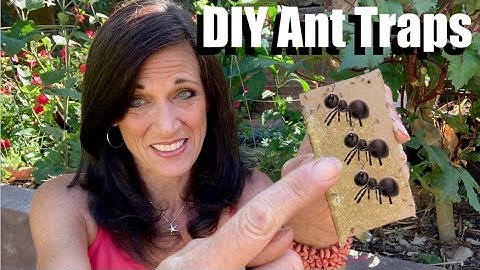 How to Control Ants in the Garden Organically With DIY Ant Traps 🐜 🐜 🐜 🐜