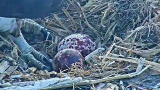 2022 04 18 Closeup of dad and the first two eggs | Boulder County Osprey Cam