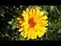 How to Grow Calendulas from Seed