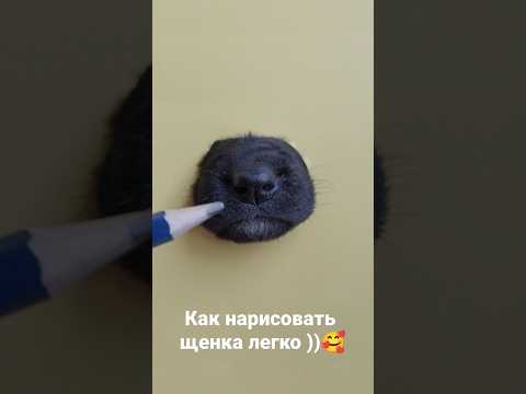 Видео: 5 Най-малки породи кучета