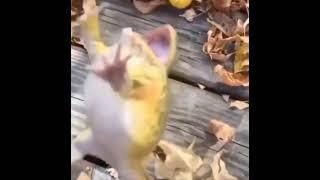 footage of a frog laughing