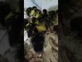 ذبح البط الصغير لسبب غريب زعلت حمو Cutebaby رحيم Cute Comedy Cow Baby اكسبلور اطفال ذبح البط الصغير لسبب غريب زعلت حمو Cutebaby رحيم Cute Comedy Cow Baby اكسبلور اطفال