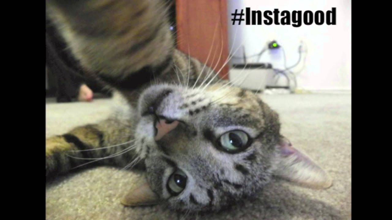 Hashtag selfie cat YouTube
