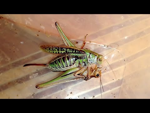 Кузнечик седакова охотится на сверчка (Sedakov's Katydid hunts a Cricket).