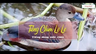 Audio Âm Dương Tiếng Chim Le Le, Tiếng Chim Mồi Bẫy Chim Vlog DST