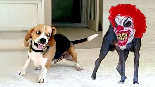 These Funny dogs will cheer you up - Funniest Dog 2024