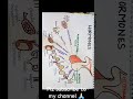 Hormones quick review # notes junction