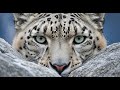 Snow Leopard: The Big Cat That CANNOT Roar | Ghost of the Himalayas (NatGeo Documentary)