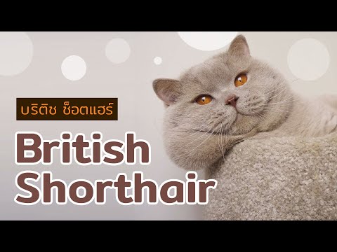 วีดีโอ: แมวพันธุ์บริติช ชอร์ตแฮร์ อายุน้อยกว่า สุขภาพและอายุขัย