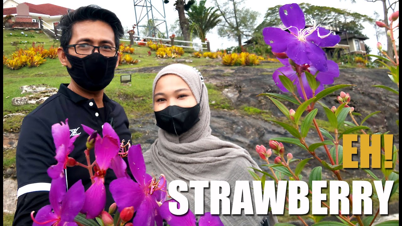 Nyaman selesa dan damai bersantai di puncak Jerai Kedah Malaysia. What's in Mount Jerai