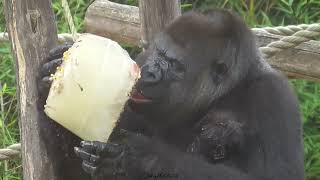 GORILLA BABY SISTERS ENJOY A HOT DAT WITH ICE by Liekes Shot Of Life 1,938 views 8 months ago 4 minutes, 38 seconds