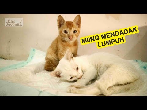 Video: Lumpuh Pada Kucing