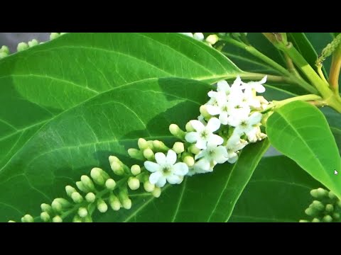 ياسمين استرالي Citharexylum Spinosum Youtube