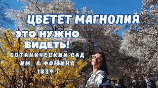 ‼️ ВЕСЕННИЕ цветение МАГНОЛИИ в ботаническом саду им. А. Фомина. НЕВЕРОЯТНОЕ ЗРЕЛИЩЕ 🤗‼️