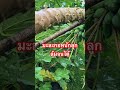 มะละกอหนักลูกล้มจนได้ #farm #farming #สวน #garden #สวนหลังบ้าน #gardening #มะละกอ #papaya