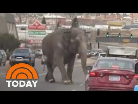 Escaped circus elephant runs loose through Montana streets