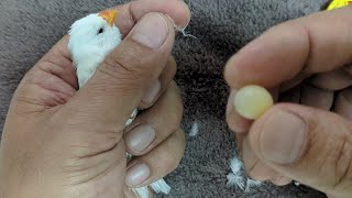 White Zebra Finch Egg Binding Treatment 20230928 by Nissan Tseng 2,836 views 7 months ago 3 minutes, 37 seconds