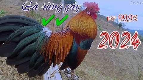 Tiếng gà rừng gáy hay và chuẩn nhất 2024. Suab qaib qus qua zoo dib tuaj 99,9%, Qaib dib