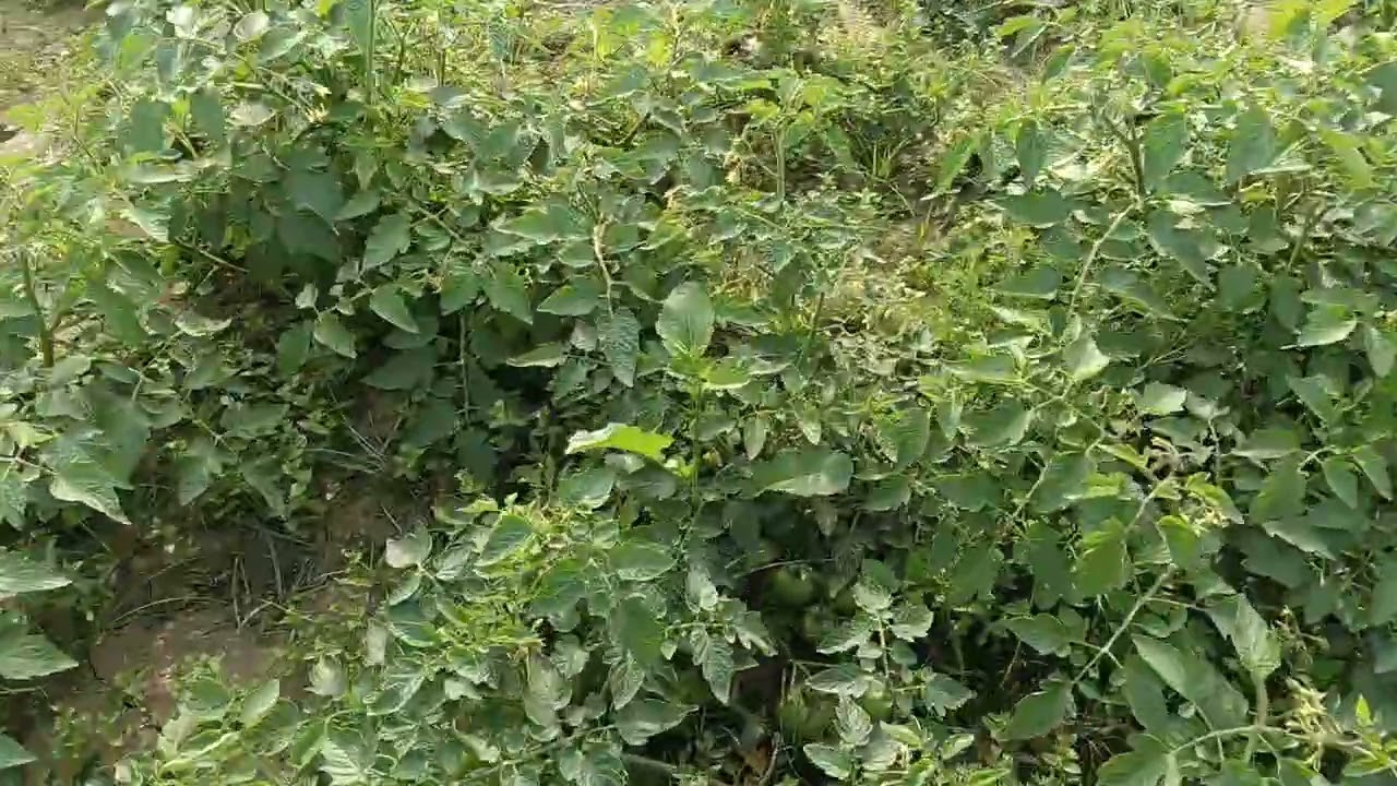 टमाटर की खेती | tamatar ki kheti | A to Z जानकारी | Step By Step Guide Tomato Farming  